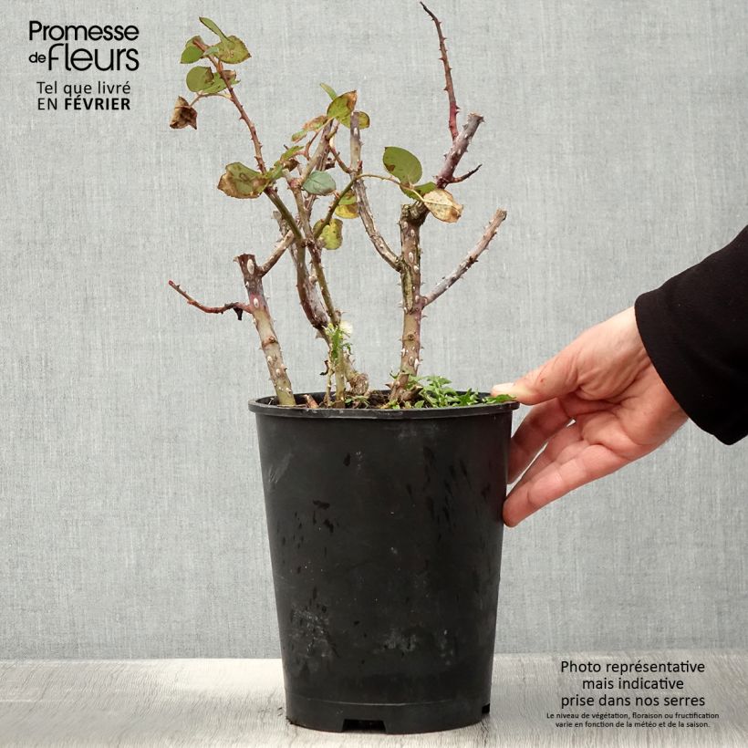 Spécimen de Rosier à grandes fleurs Tobago Odore Pot de 4L/5L tel que livré en hiver