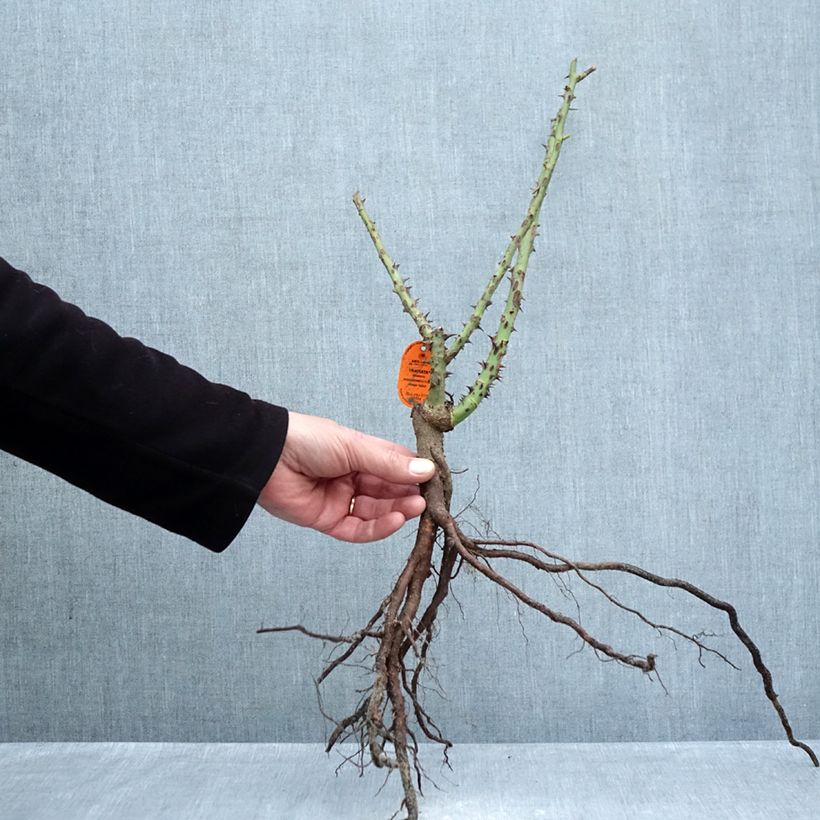 Spécimen de Rosier à grandes fleurs Traviata Racines nues tel que livré en hiver