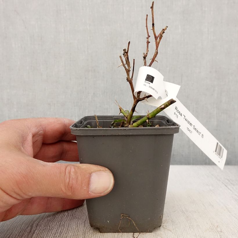 Spécimen de Rosier à grandes fleurs Twister Select Godet de 8/9 cm tel que livré au printemps