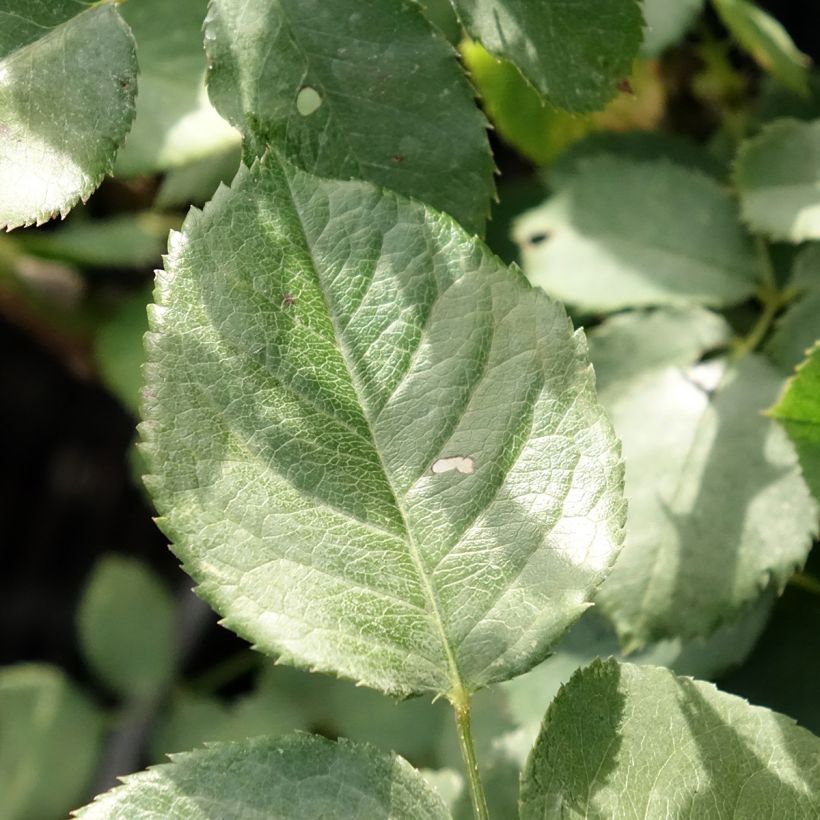 Rosier à grandes fleurs Victor Hugo (Feuillage)