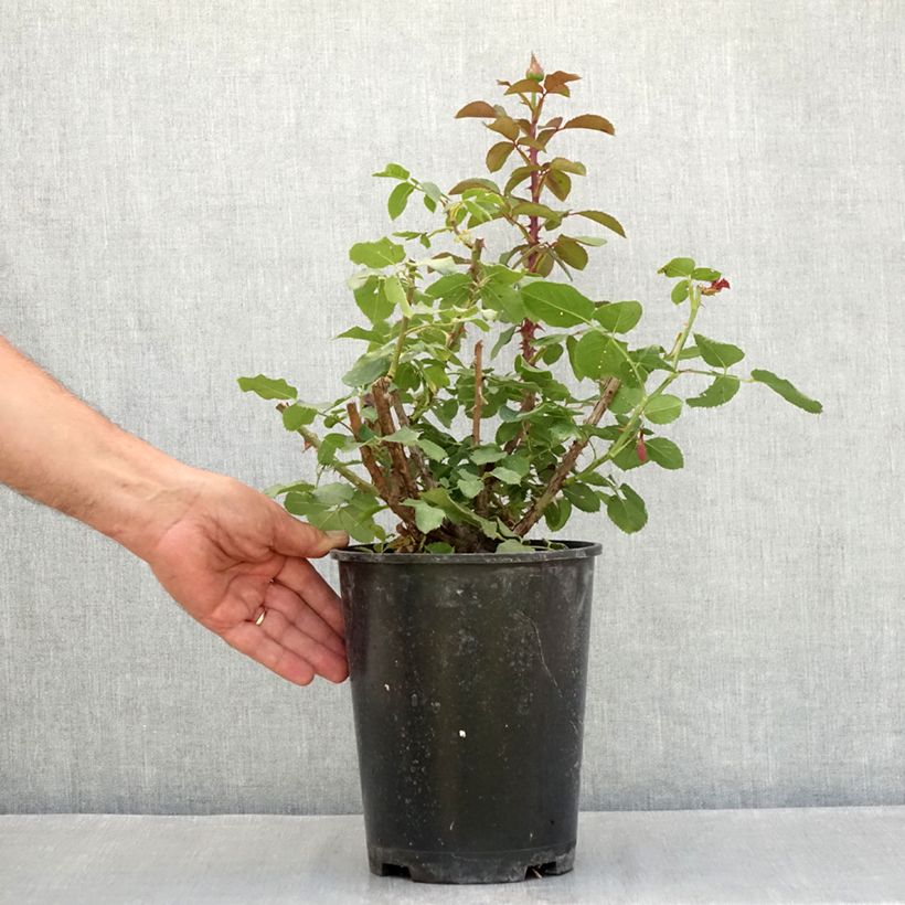Spécimen de Rosier à grandes fleurs Victor Hugo Pot de 4L/5L tel que livré en été