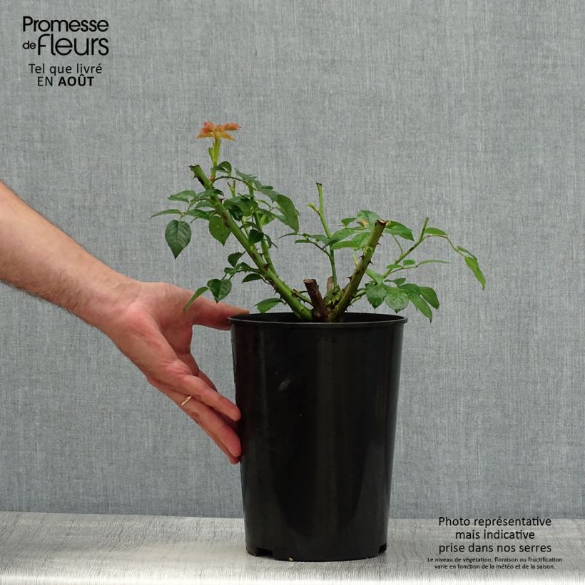 Spécimen de Rosier à grandes fleurs Ville de Chine Pot de 4L/5L tel que livré en été