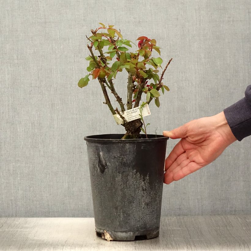 Spécimen de Rosier à grandes fleurs Ville de Fontenay-aux-Roses Pot de 4L/5L tel que livré au printemps