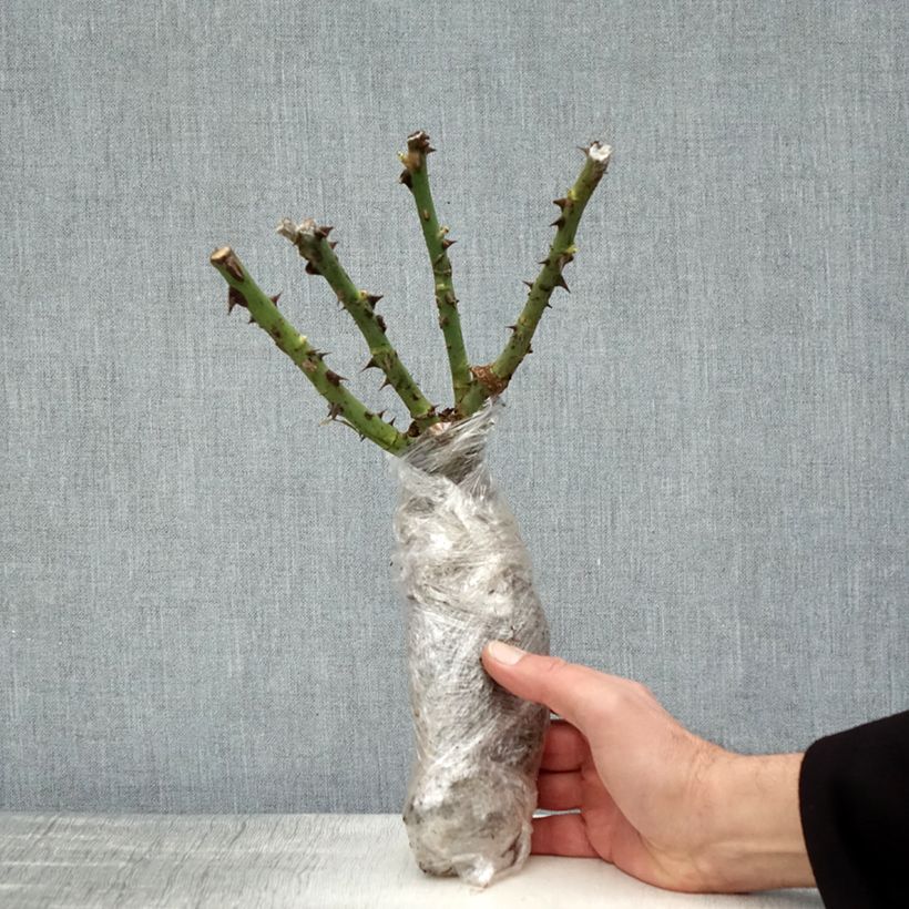 Spécimen de Rosier à grandes fleurs Vulcano Racines nues en motte tel que livré en hiver