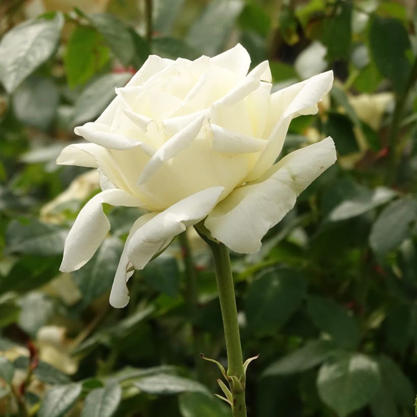 Rosier à grandes fleurs White Symphony (Floraison)