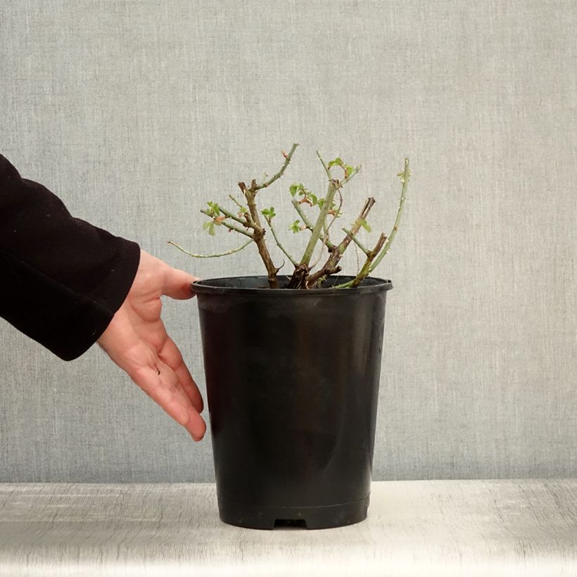 Example of Rosier à grandes fleurs Yellowstone Oraleymy Pot de 4L/5L as you get in hiver