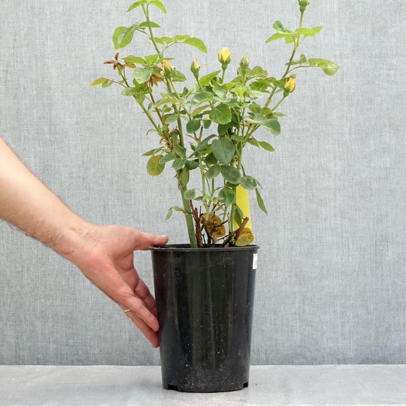 Spécimen de Rosier à massif Arthur Bell Pot de 2L/3L tel que livré en été