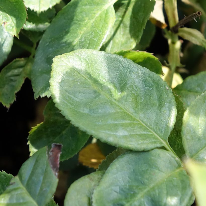 Rosier à massif Arthur Bell (Feuillage)
