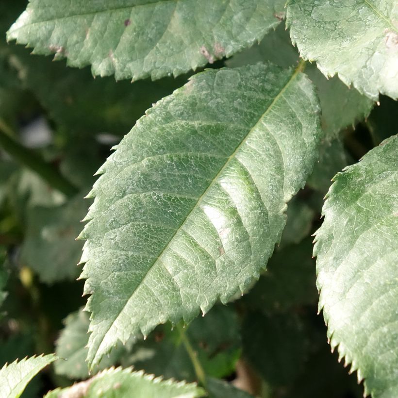 Rosier à massif Sweet Honey (Feuillage)