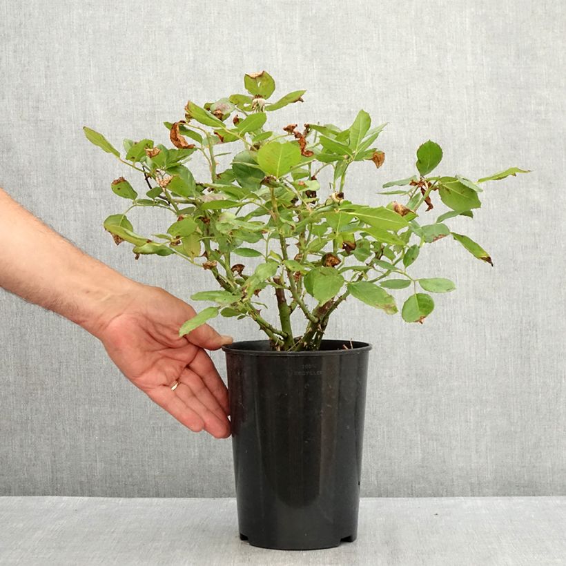 Spécimen de Rosier à massif The Times (Mariandel) Pot de 4L/5L tel que livré en été
