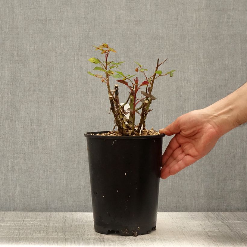 Example of Rosier à pétales comestibles Birthday Rose Bio Pot de 4L/5L as you get in printemps