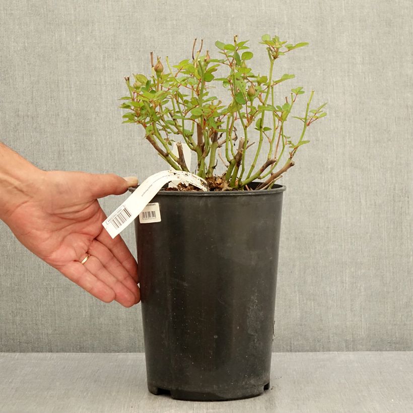 Spécimen de Rosier à pétales comestibles Picnic Bio Pot de 4L/5L tel que livré en été