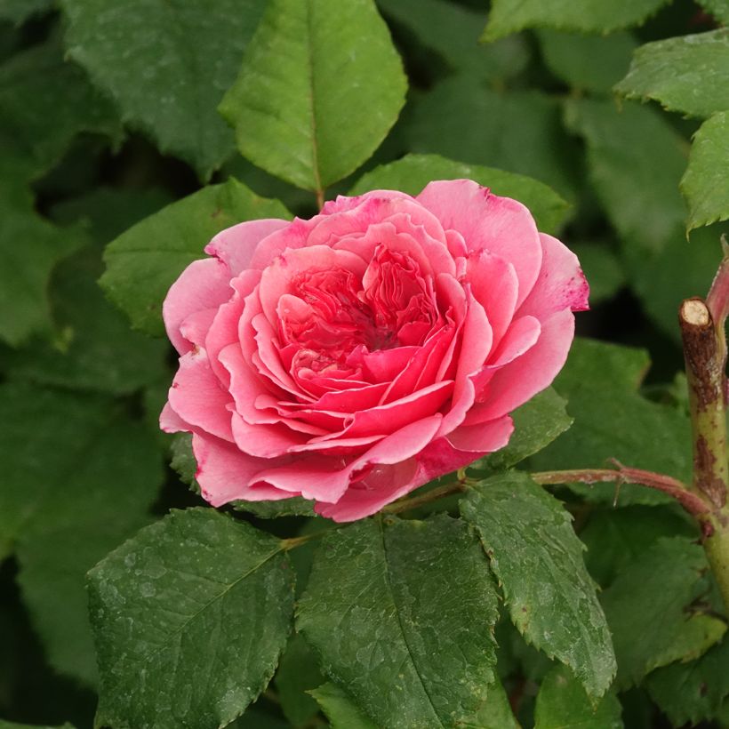 Rosier à pétales comestibles Taste of Love Theo Clevers (Floraison)