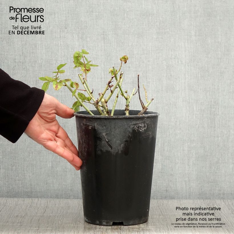 Spécimen de Rosier ancien Baron Girod de l'Ain Pot de 4L/5L tel que livré en automne