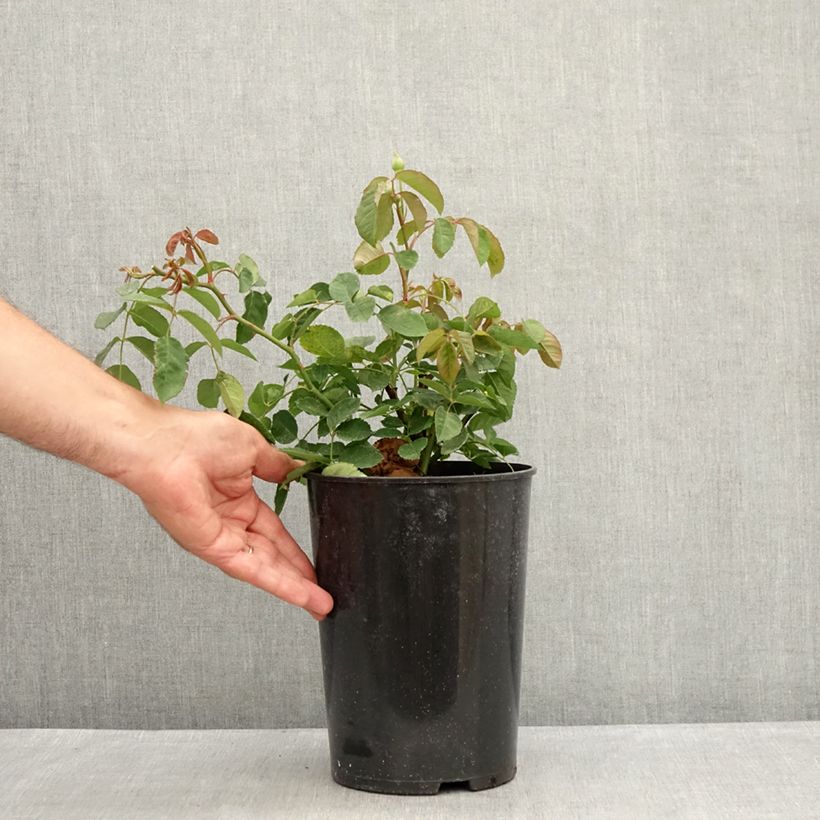 Spécimen de Rosier ancien Buff Beauty Pot de 4L/5L tel que livré en été