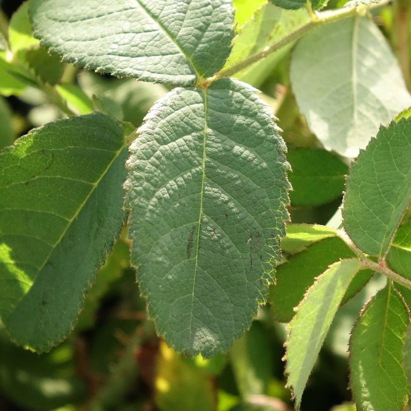 Rosier ancien Centifolia Muscosa (Feuillage)