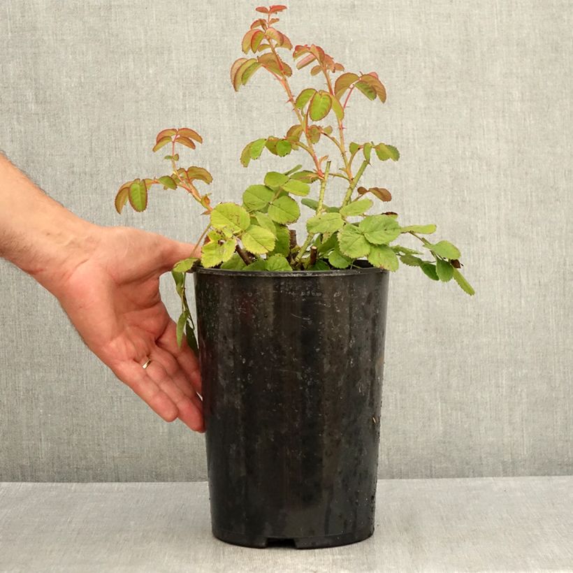 Spécimen de Rosier ancien Chapeau de Napoléon Pot de 4L/5L tel que livré en été