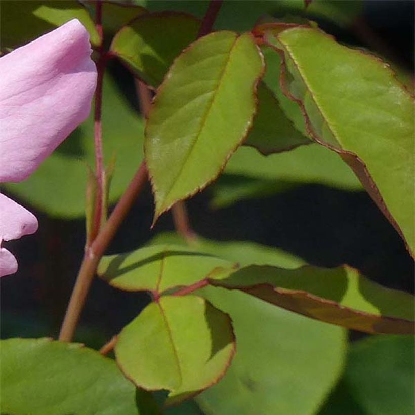 Rosier ancien Dainty Bess (Feuillage)