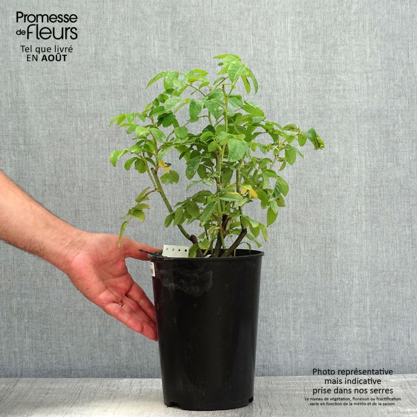 Spécimen de Rosier ancien de Damas Ispahan (Pompon des Princes) Pot de 4L/5L tel que livré en été