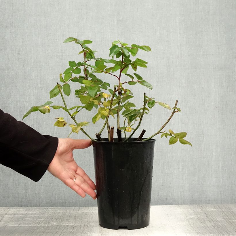 Spécimen de Rosier ancien Fantin Latour Pot de 4L/5L tel que livré en automne
