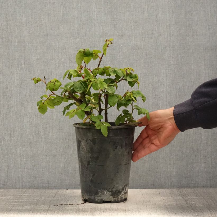 Spécimen de Rosier ancien Fantin Latour Pot de 4L/5L tel que livré au printemps