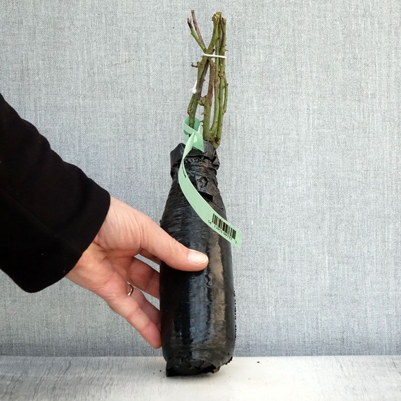 Spécimen de Rosier à grandes fleurs Fragant Old Yellow Racines nues en motte tel que livré en hiver