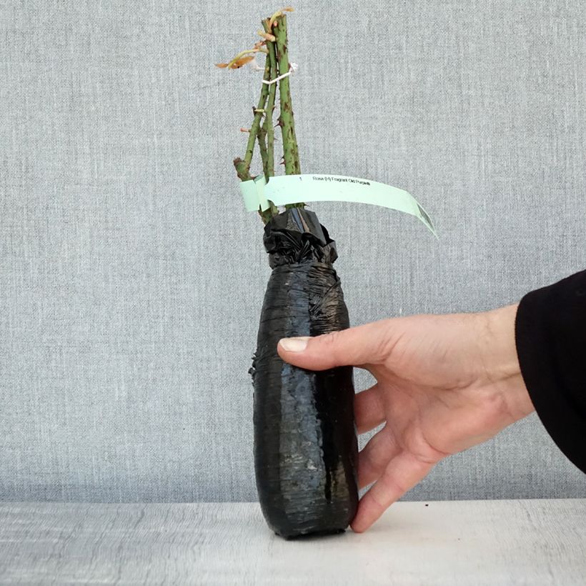 Spécimen de Rosier anglais David Austin Fragrant Old purple Racines nues en motte tel que livré en hiver