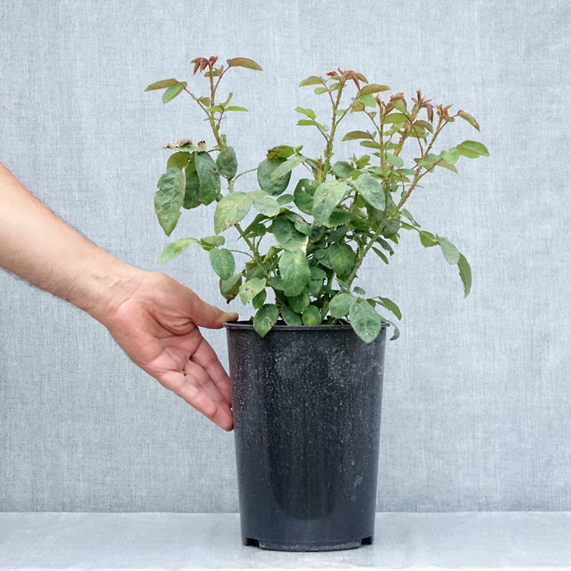 Spécimen de Rosier ancien Fragrant old white  Pot de 4L/5L tel que livré en été