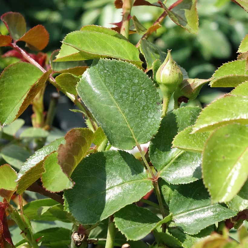 Rosier ancien Fragrant old white  (Feuillage)