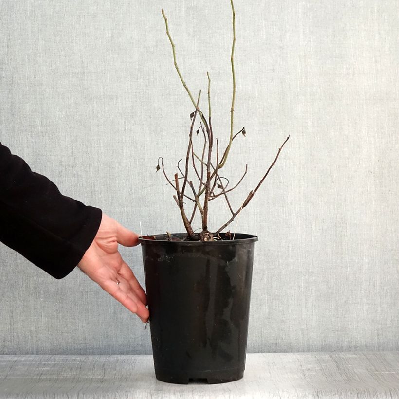 Example of Rosier ancien gallica Officinalis Pot de 4L/5L as you get in hiver