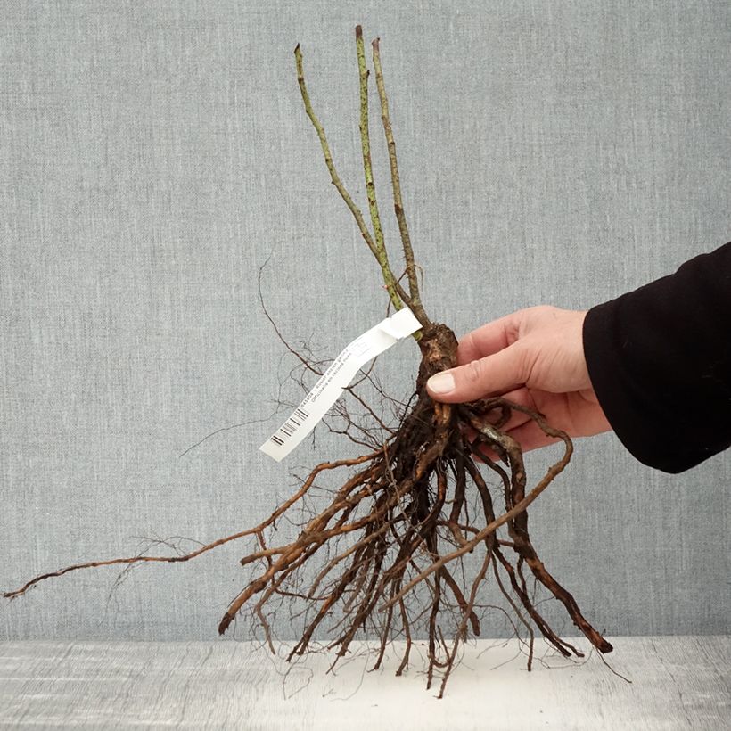 Example of Rosier ancien gallica Officinalis Racines nues as you get in hiver