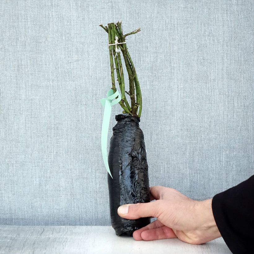 Spécimen de Rosier ancien gallica - Rosa gallica Racines nues en motte tel que livré en hiver