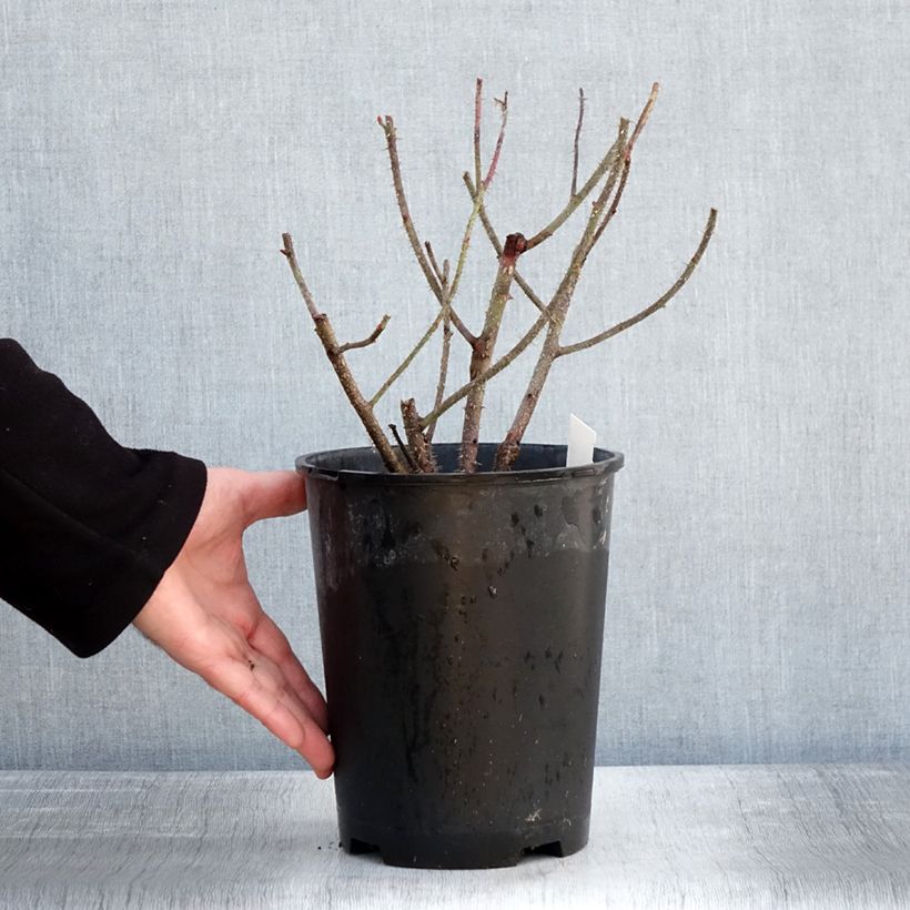 Example of Rosier ancien Henri Martin (Red Moss) Pot de 4L/5L as you get in hiver