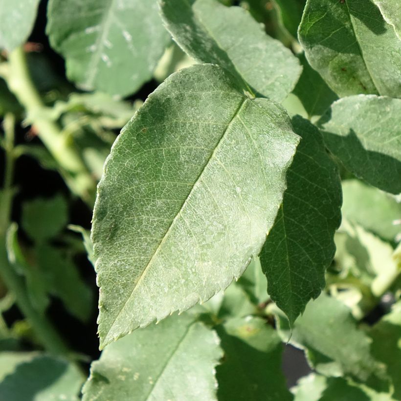 Rosier ancien Honorine de Brabant (Foliage)