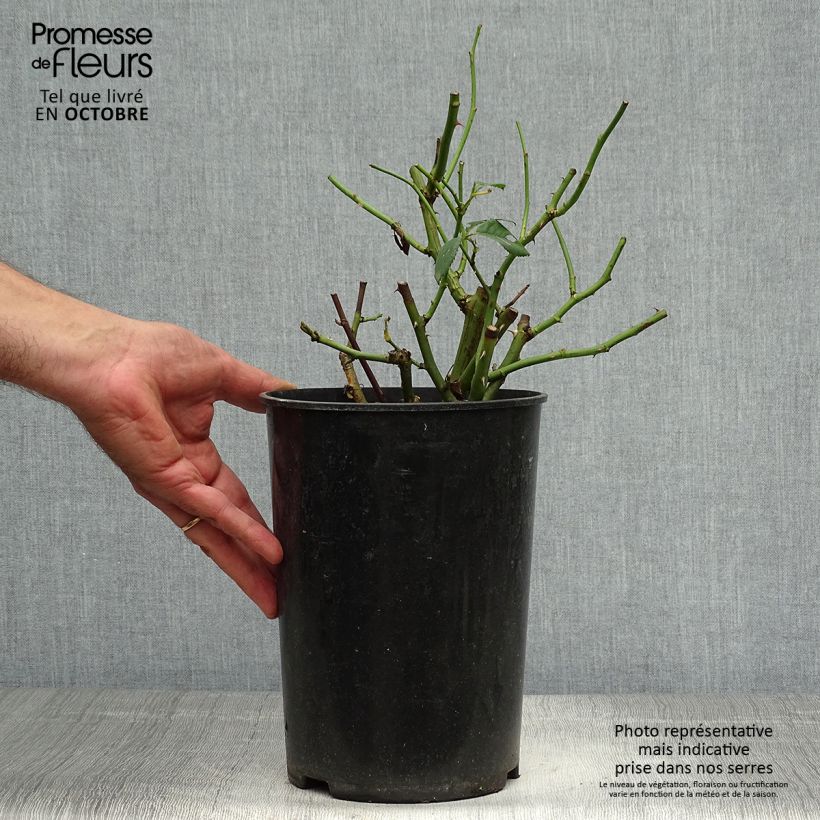 Spécimen de Rosier ancien Jacqueline du Pré Pot de 4L/5L tel que livré en automne