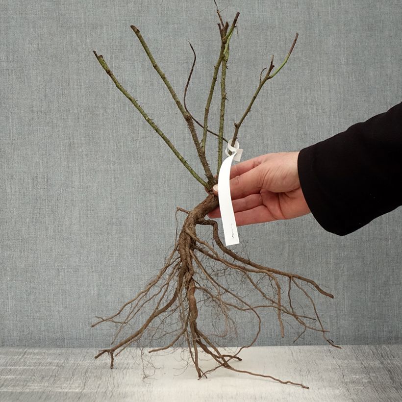 Example of Rosier ancien Jacques Cartier  Racines nues as you get in hiver