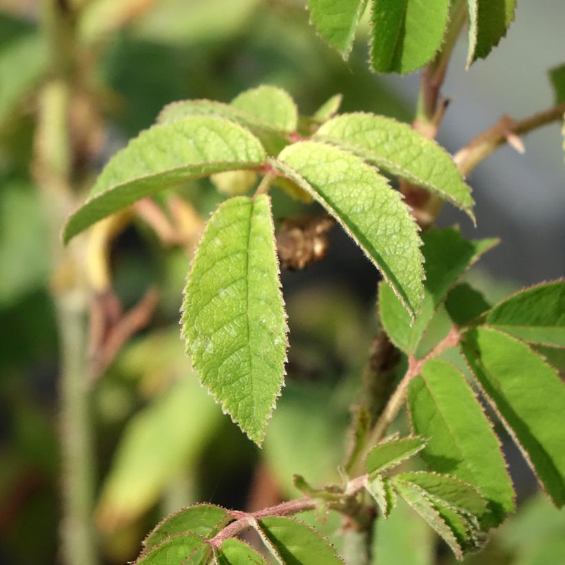 Rosier ancien Jenny Duval (Feuillage)
