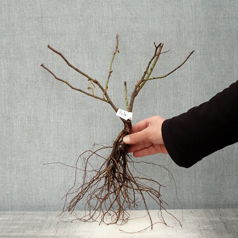 Spécimen de Rosier ancien Kazanlik (Trigintipetala) Racines nues tel que livré en hiver