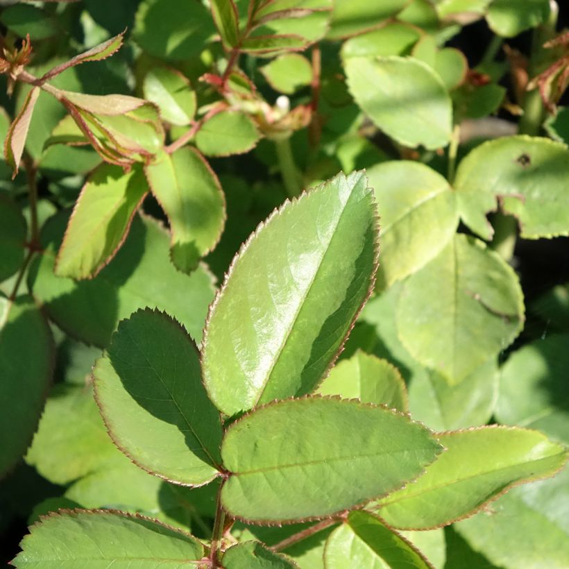 Rosier ancien La Reine Victoria (Feuillage)