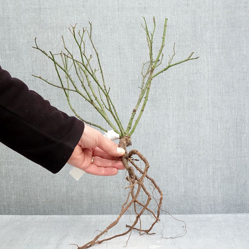Spécimen de Rosier ancien Little White Pet Racines nues tel que livré en hiver