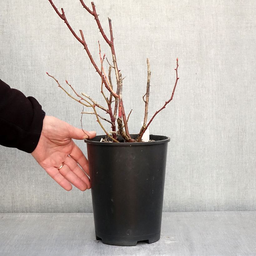 Spécimen de Rosier ancien Madame Ernest Calvat Pot de 4L/5L tel que livré en hiver