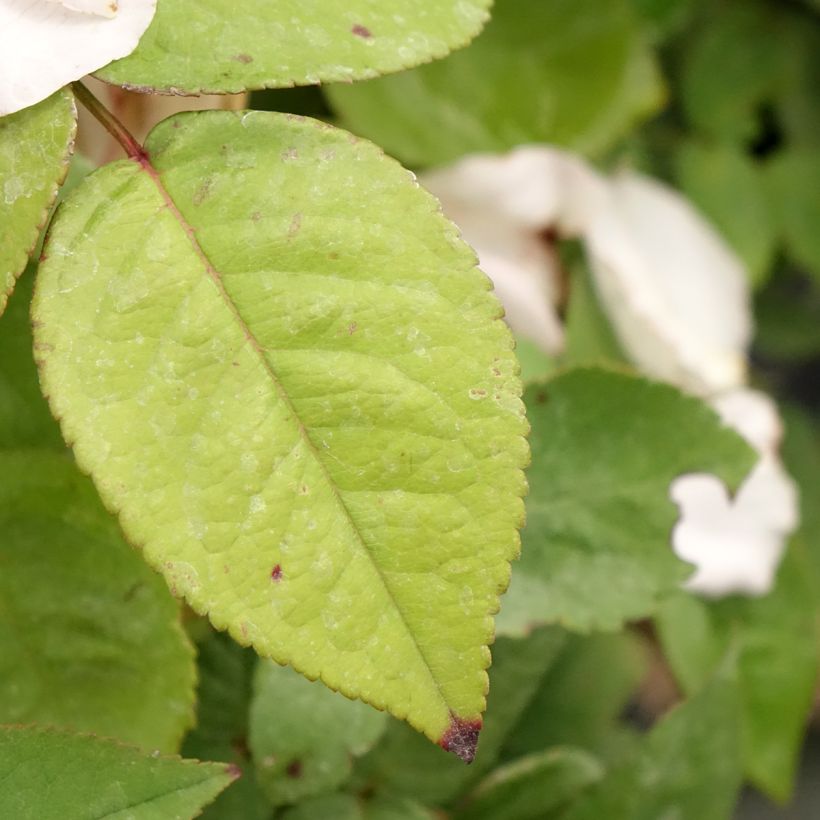 Rosier ancien Madame Ernest Calvat (Feuillage)