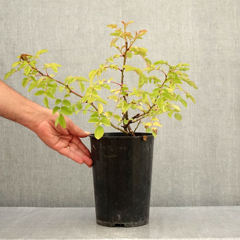 Spécimen de Rosier ancien Marguerite Hilling Pot de 4L/5L tel que livré en été
