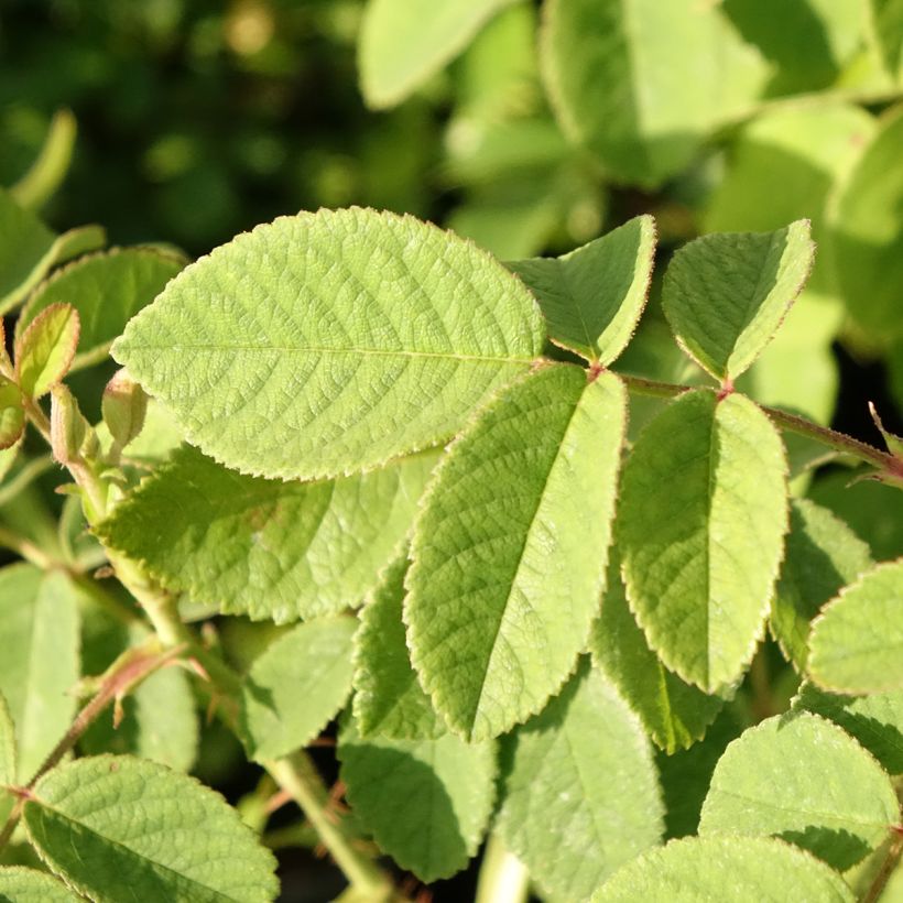 Rosier ancien Mme Hardy (Feuillage)