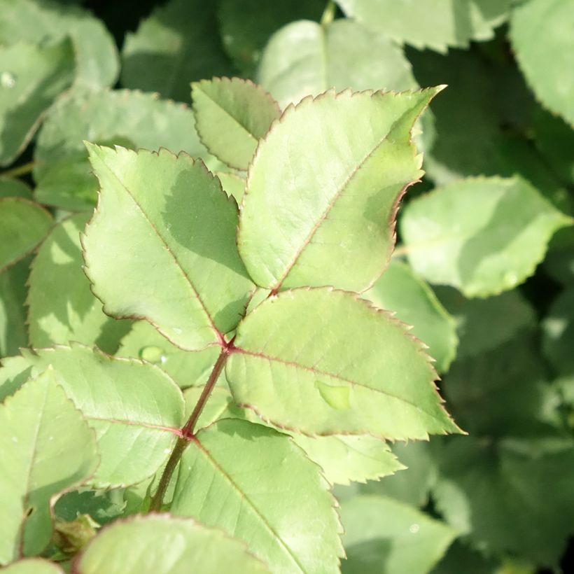 Rosier ancien Mme Isaac Pereire (Foliage)