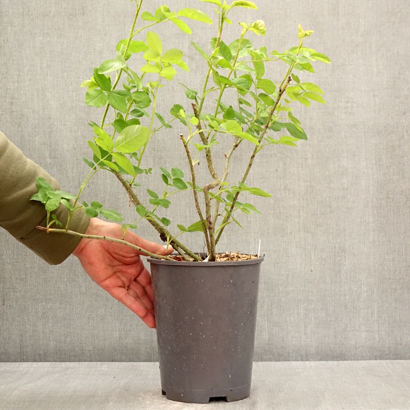 Spécimen de Rosier ancien mousseux Salet BIO Pot de 4L/5L tel que livré au printemps