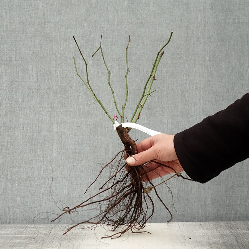 Spécimen de Rosier ancien Mozart Racines nues tel que livré en hiver