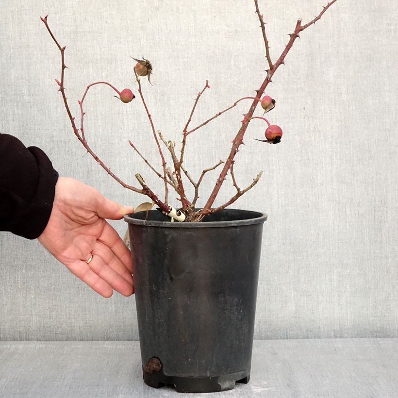 Example of Rosier ancien Mrs Oakley Fisher Pot de 4L/5L as you get in hiver