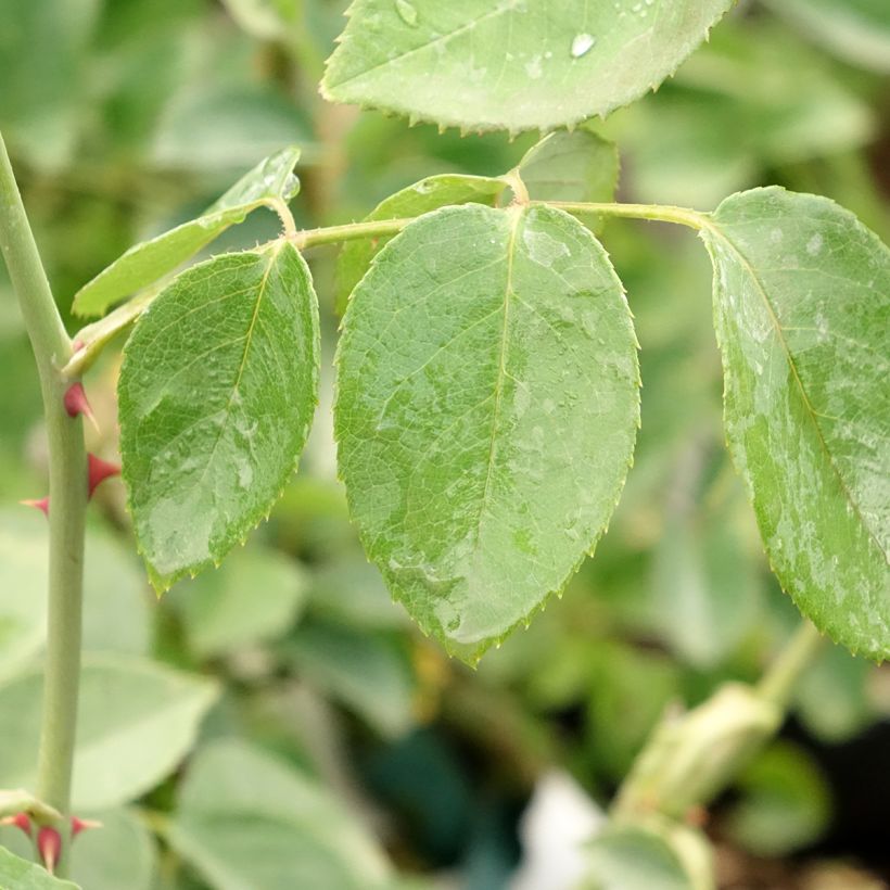 Rosier ancien Mrs Oakley Fisher (Foliage)