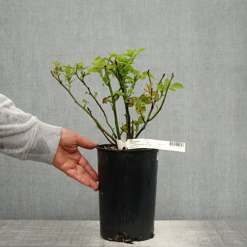 Spécimen de Rosier ancien Paul Neyron Pot de 4L/5L tel que livré au printemps